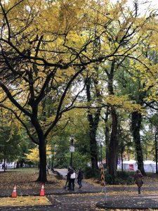 Black-barked trees with yellow leaves reaching towards gray skies. A white registration tent with a red Portland Book Festival banner sits beneath the trees in the distance.