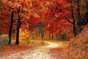 A winding dirt path curves through colorful fall foliage of red and gold.