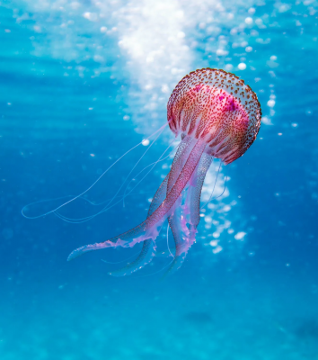 A Deep Dive into Aquarium and Marine Research Libraries