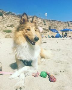 Rough Collie sitting on a beach